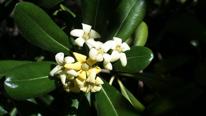 Pittosporum tobira / Pittosporo (pianta coltivata)